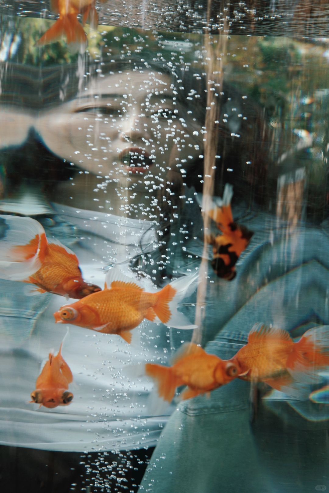 上海陪拍 | 拍到了我的挚爱
上海动物园金鱼真的很好拍
是我一直想去拍的类型
妈