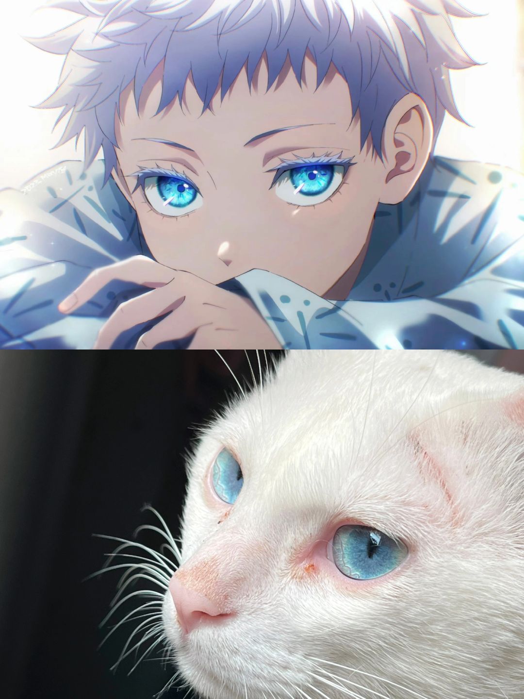 五条悟转生变成了我的猫
关于五条悟转生变成我的猫，是猫咪，但是五条悟，我家毛孩子