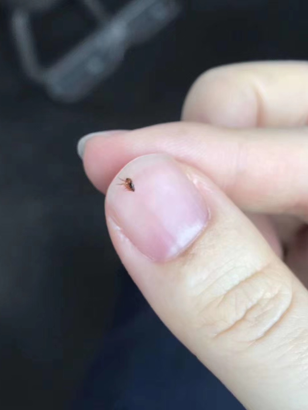 寄生虫的危害#跳蚤长什么样#