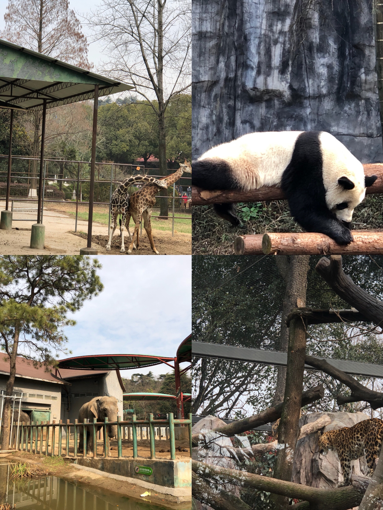 南京红山森林动物园：性价比最高的动物园