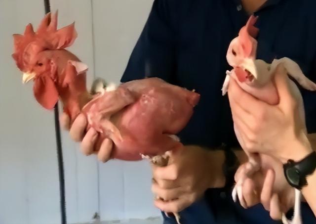 煮熟的鸡又复活了？这种奇葩无毛鸡看着像是在裸奔