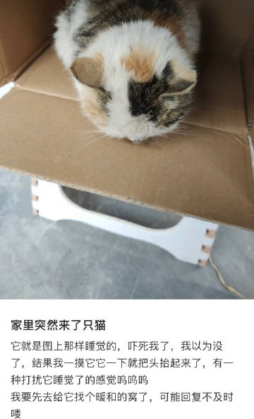 家里莫名其妙进了一只猫