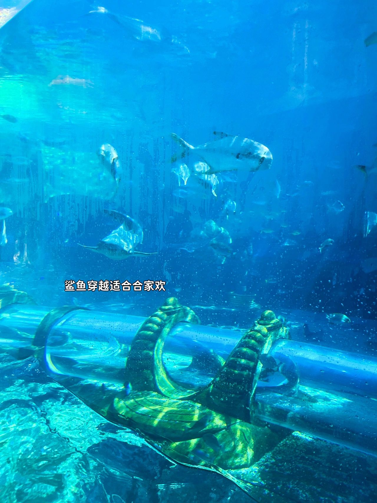 亚特兰蒂斯水世界打卡！夏日一起水里浪
