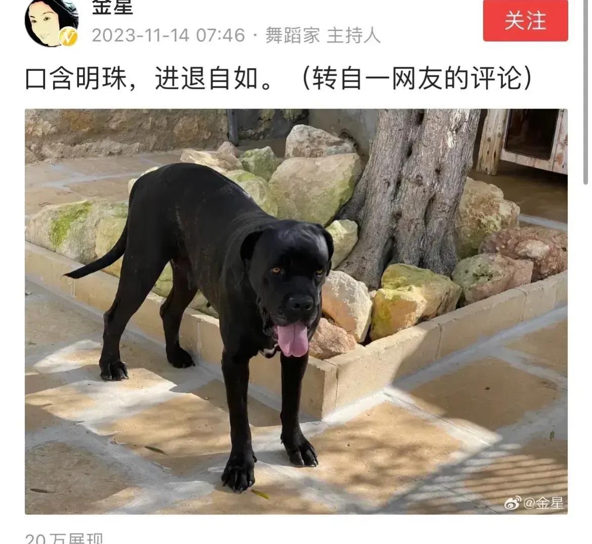 口含明珠，进退自如。金星这一次，事办砸了。的确，王自如因为陷入和董明珠的绯闻，而