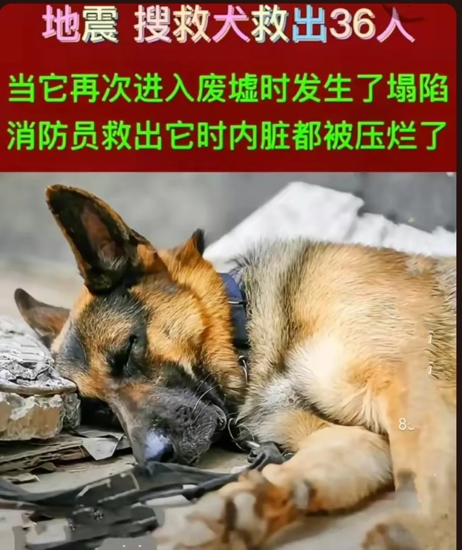 地震！搜救犬毛孩子救出36人，当它再次进入废墟时发生了塌陷，消防员救出它时内脏都
