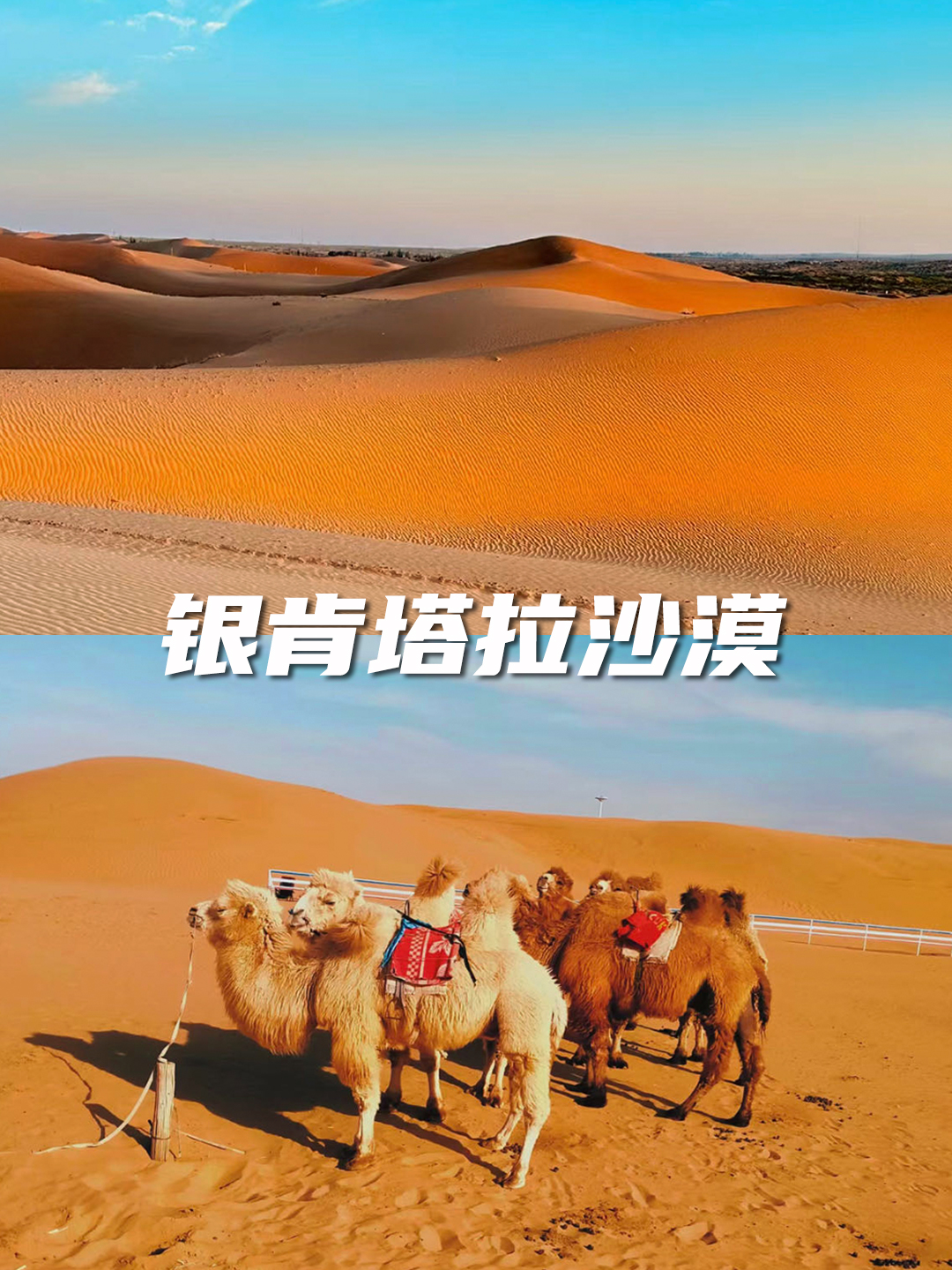 额济纳旗胡杨林，六天五晚金秋之旅