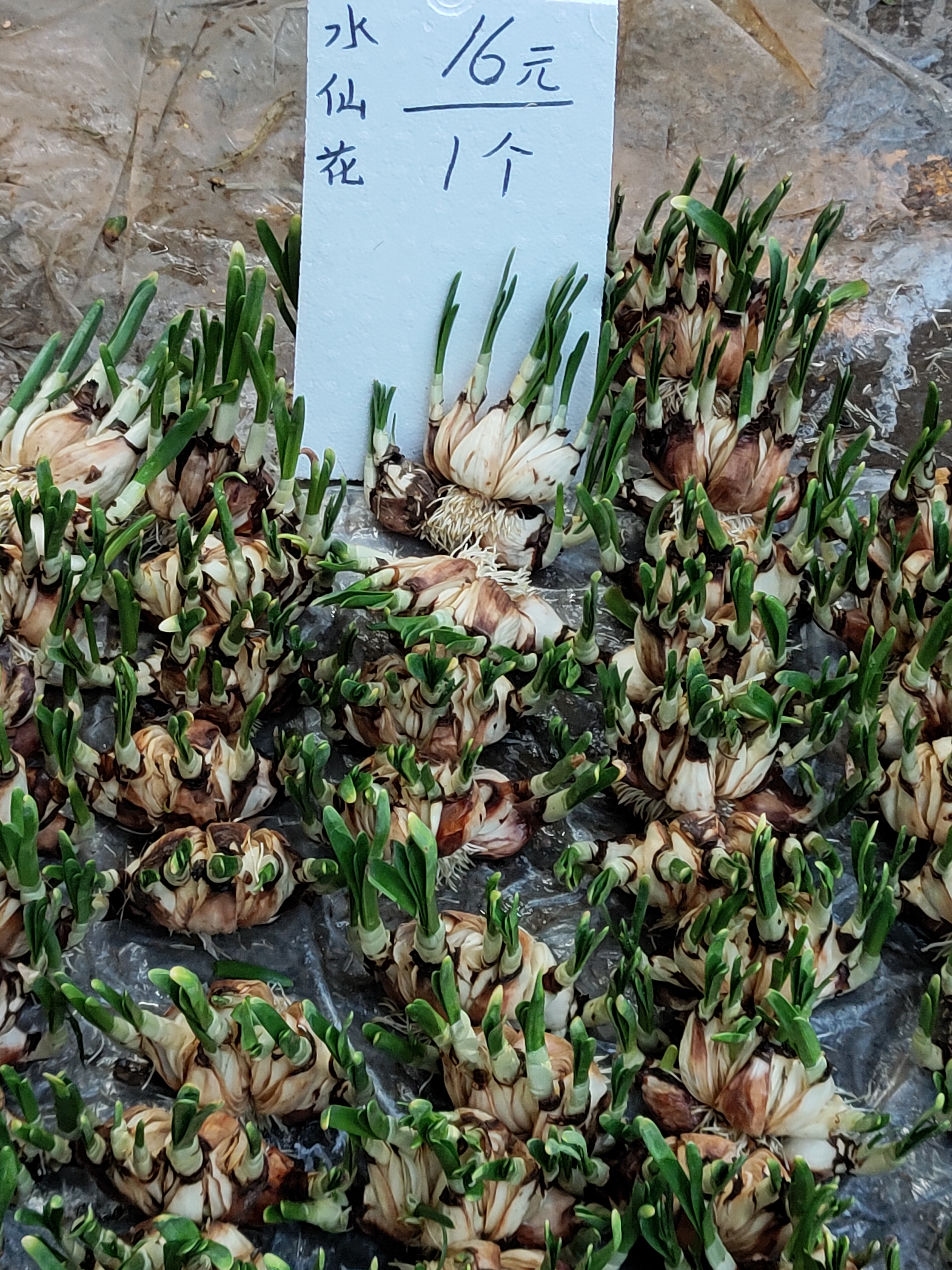
水仙花16元一个，最近到春节，一直会低温，如果不给水仙头加温，我怕花期赶不及过