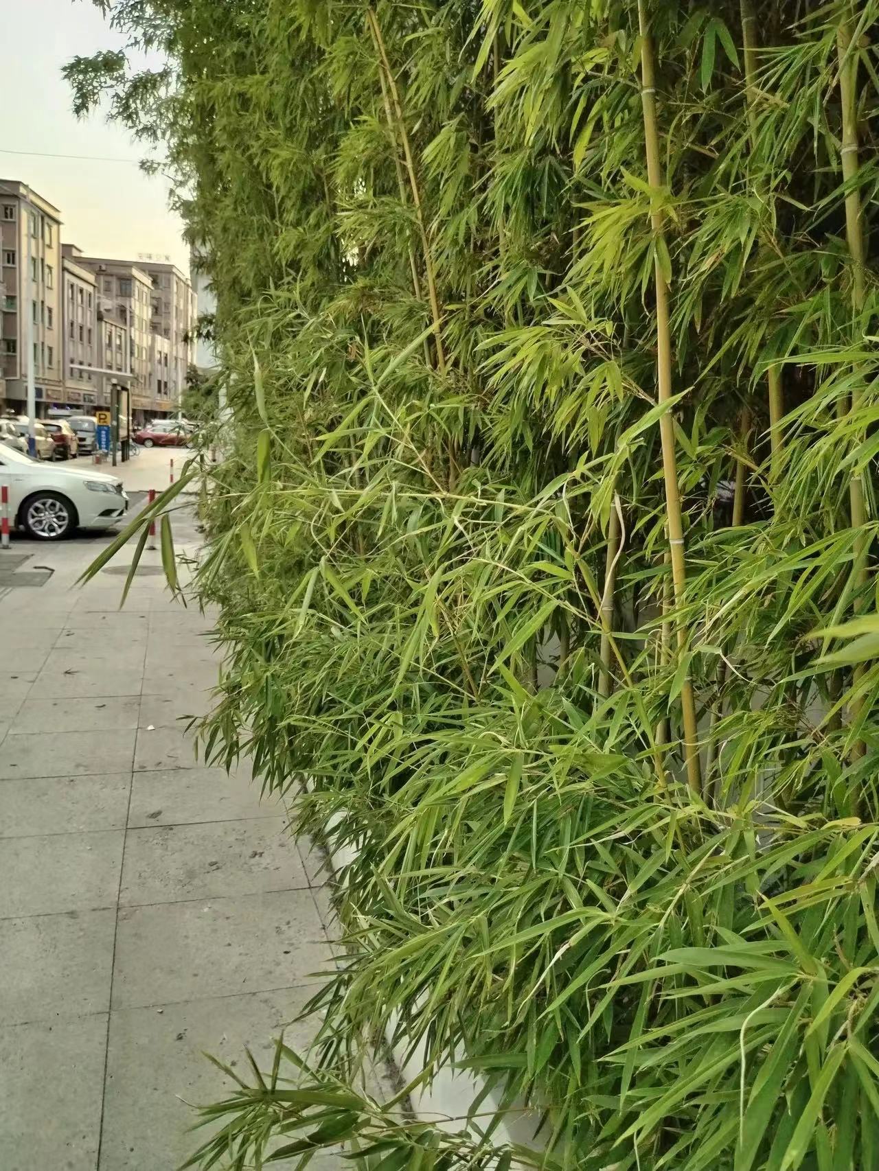 锤子敲人事件中，受伤女子的医药费、误工费以及相关费用都应该由那个敲人者来出，可是