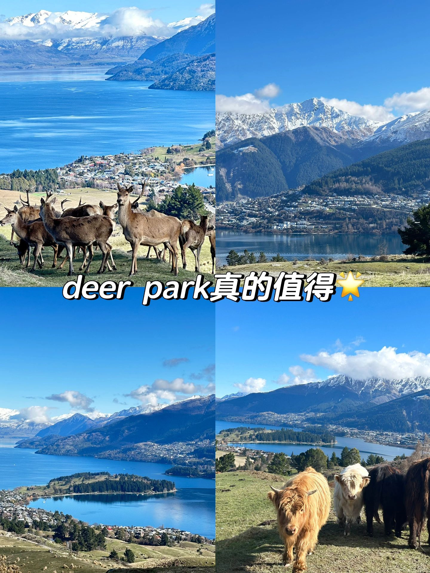 新西兰｜皇后镇deer park 