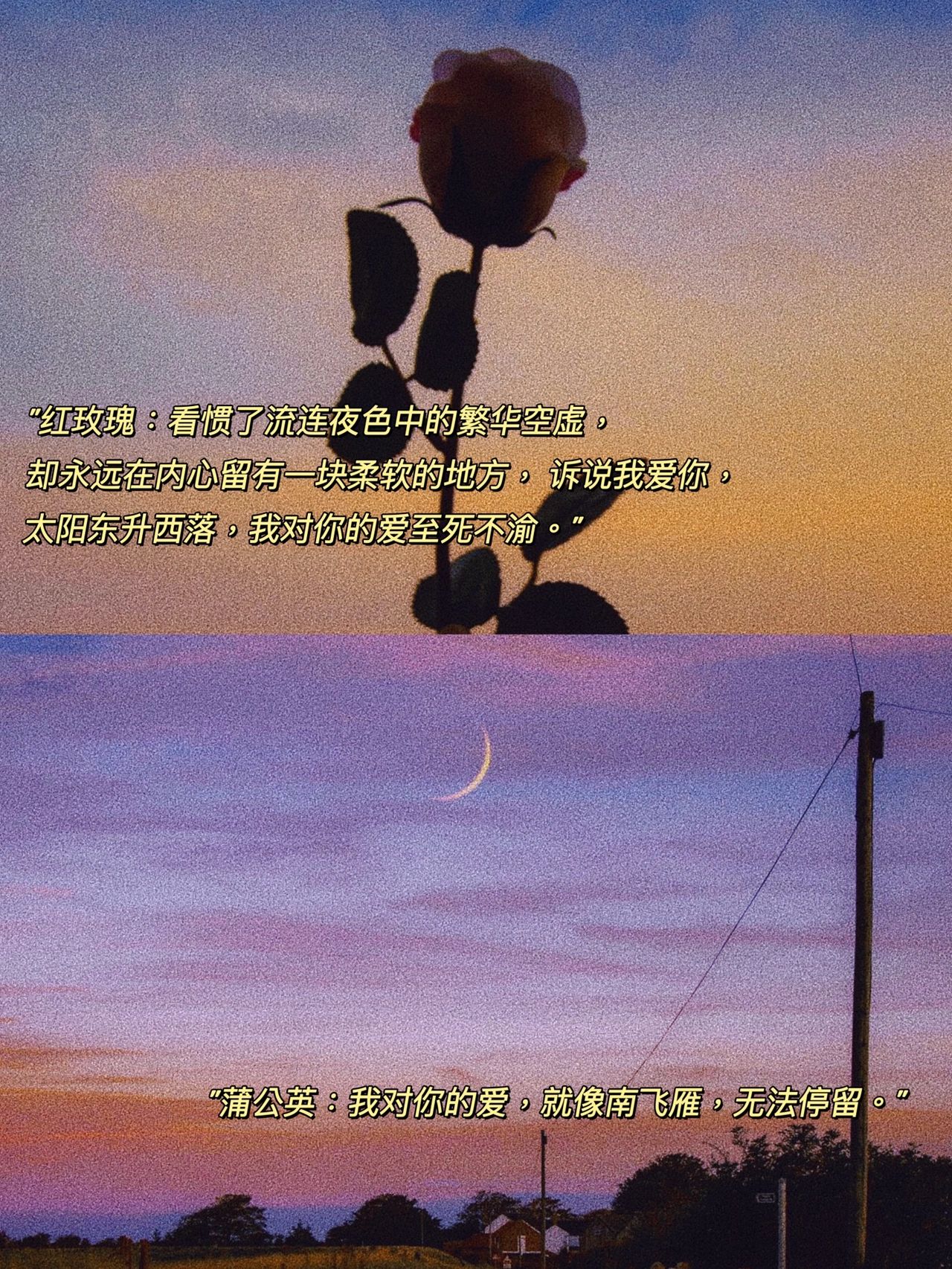 你不敢说的话，让花替你说#昙花#