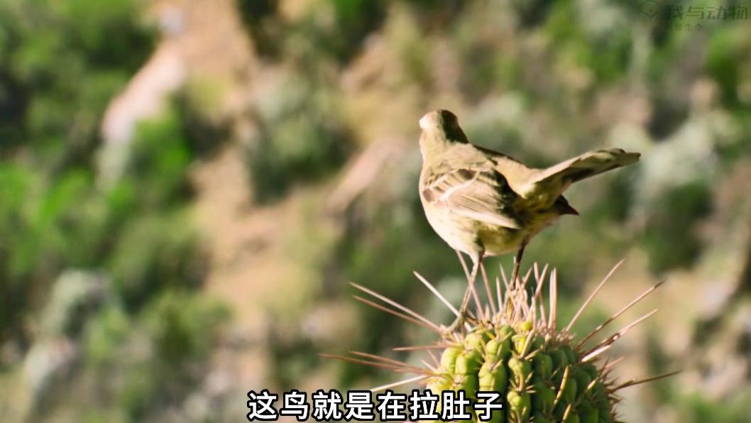 鸟拉肚竟然是寄生植物作怪，巨仙人掌备受大自然恩赐