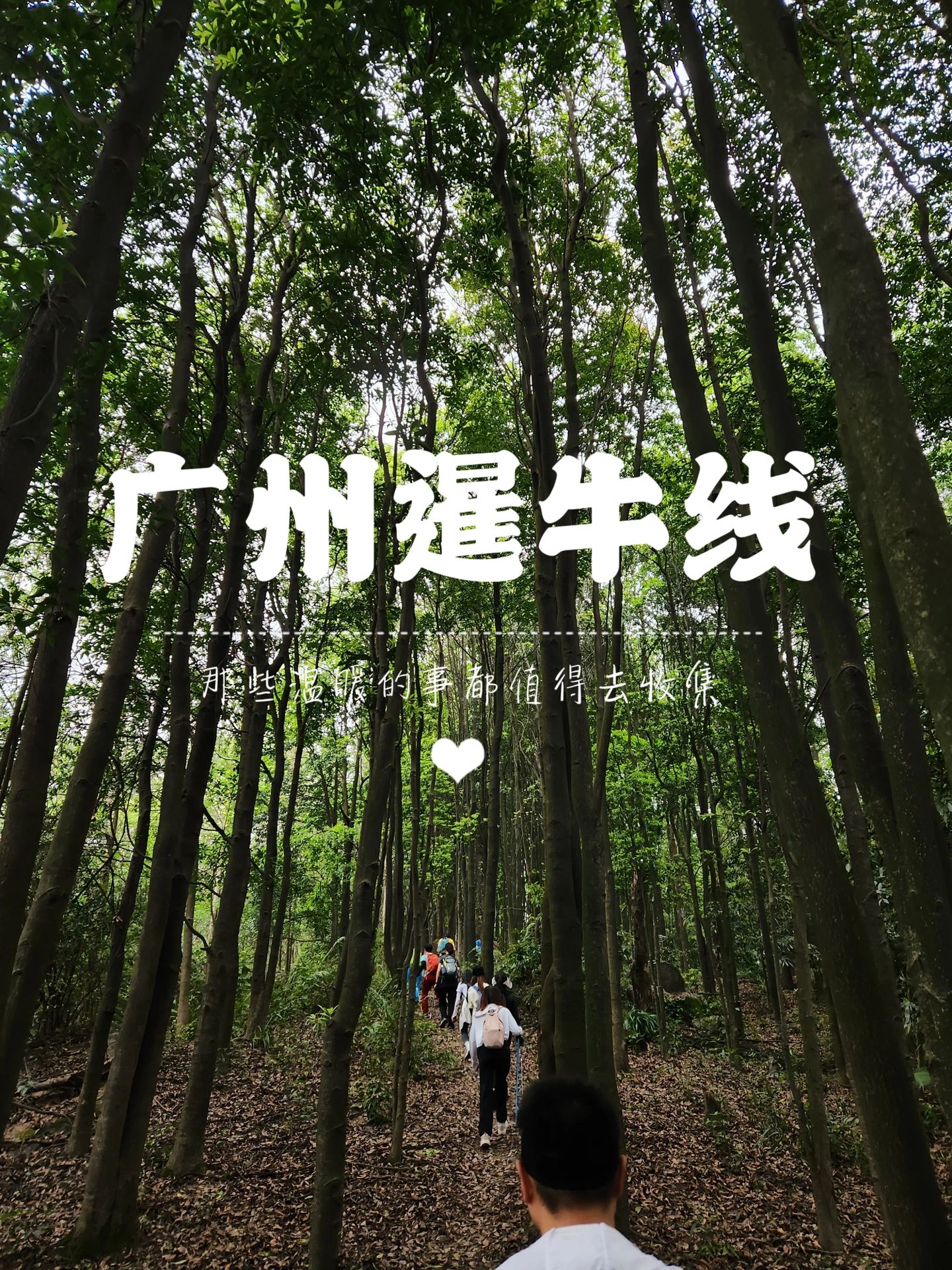 一起去爬山➕干饭呀| 广州市内线 暹牛线