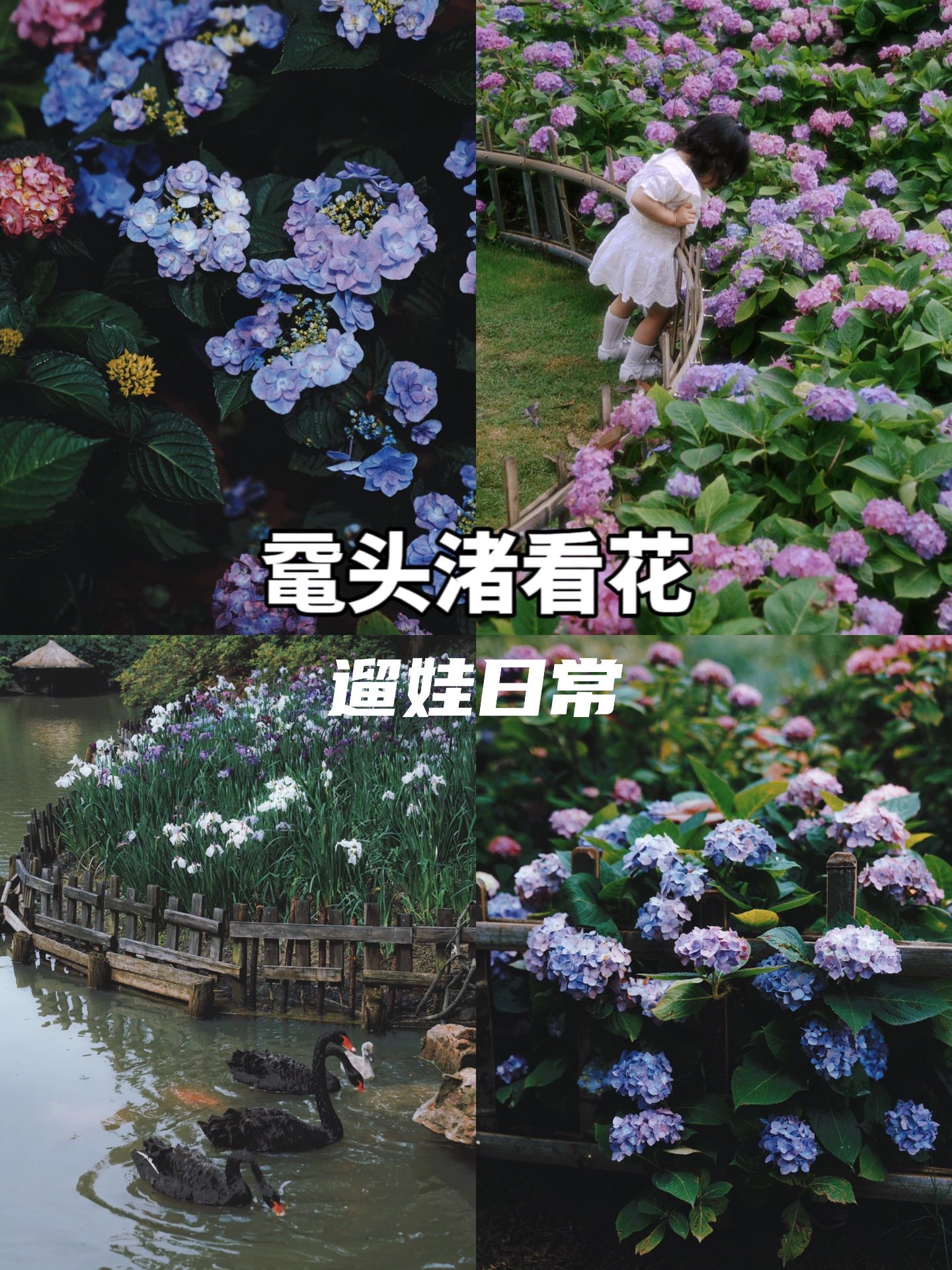 鼋头渚绣球花海的路线攻略请收好