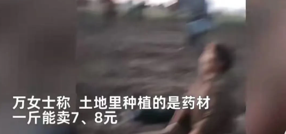 令人愤怒！河南周口，一女子在当地包地种植药材，万万没想到，就在药材丰收准备收割的