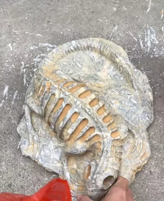 在菜市场门口，一位老人在摆卖一块石头，老人说这块是恐龙化石，开价2000元，不讲