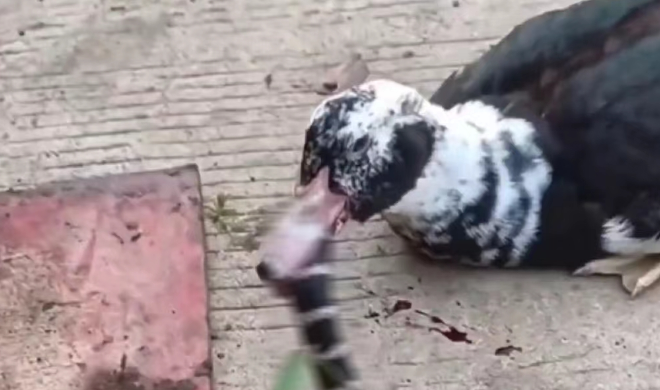 2010年，福建一条剧毒银环蛇闯进一户村民家中，家中散养的大黑鸭看到后眼睛一亮，