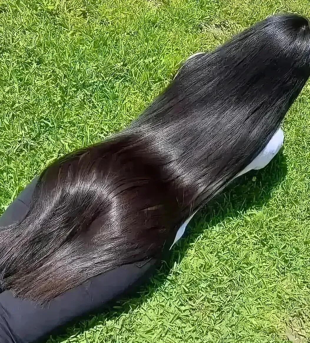 上联：三万青丝连南北
下联：？？