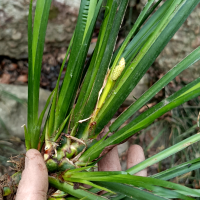 木子彬