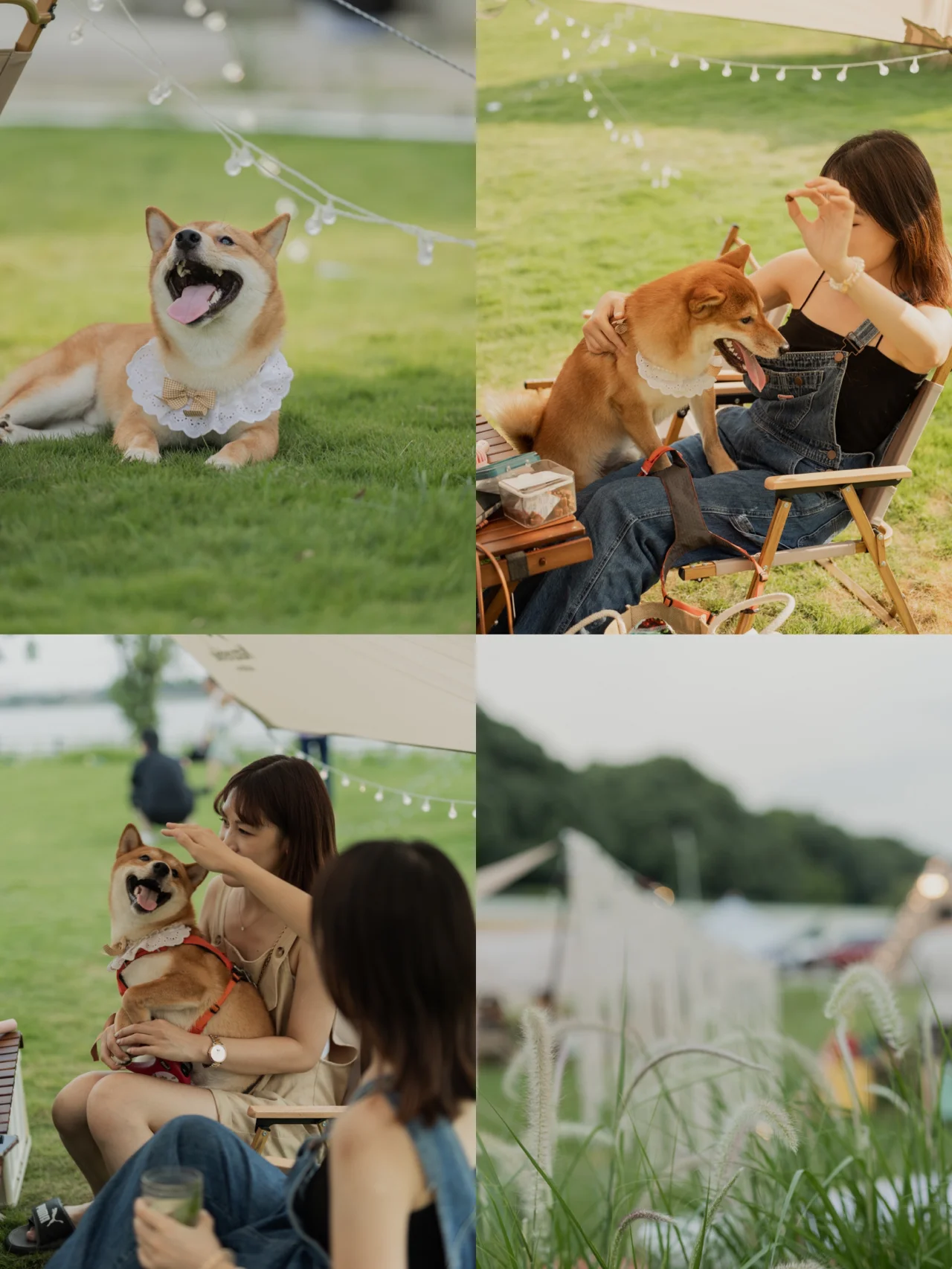 广州露营｜狗狗友好露营地，秋天第一场露营