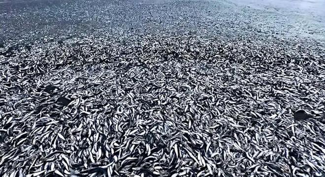【核污染水影响？大量沙丁鱼涌入日本渔港后集体死亡】

根据日本当地时间18号消息