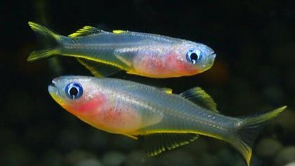 多彩的鱼儿，离不开水的供养，你知道它怎样饲养吗？