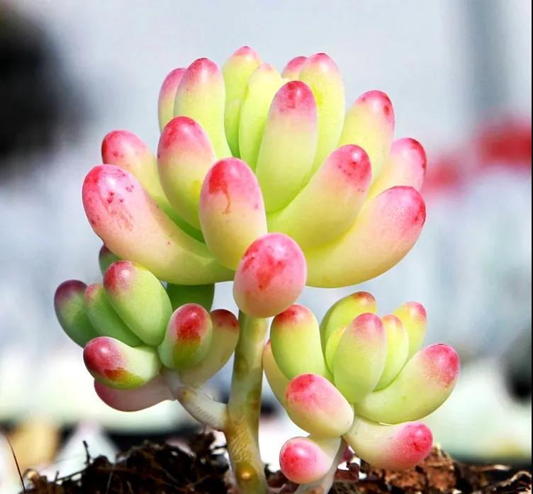 





多肉乙女心
要说上色快，乙女心是必须要说的一款多肉了
它对养护环境d