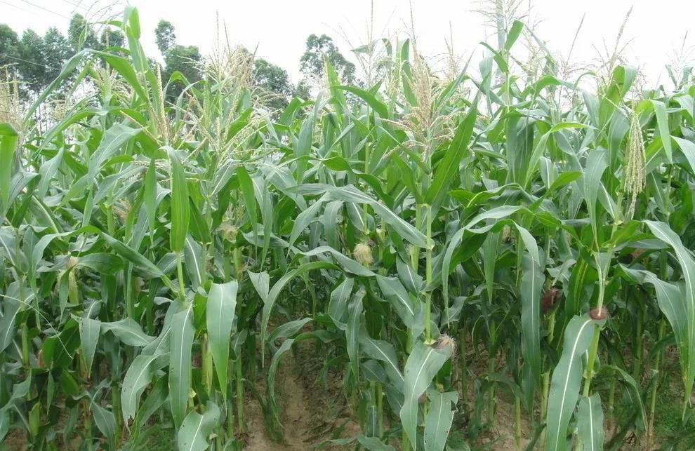 30亩地玉米，卖了多少钱？
老父亲种了30亩的玉米，每亩的产量2000斤，一斤可