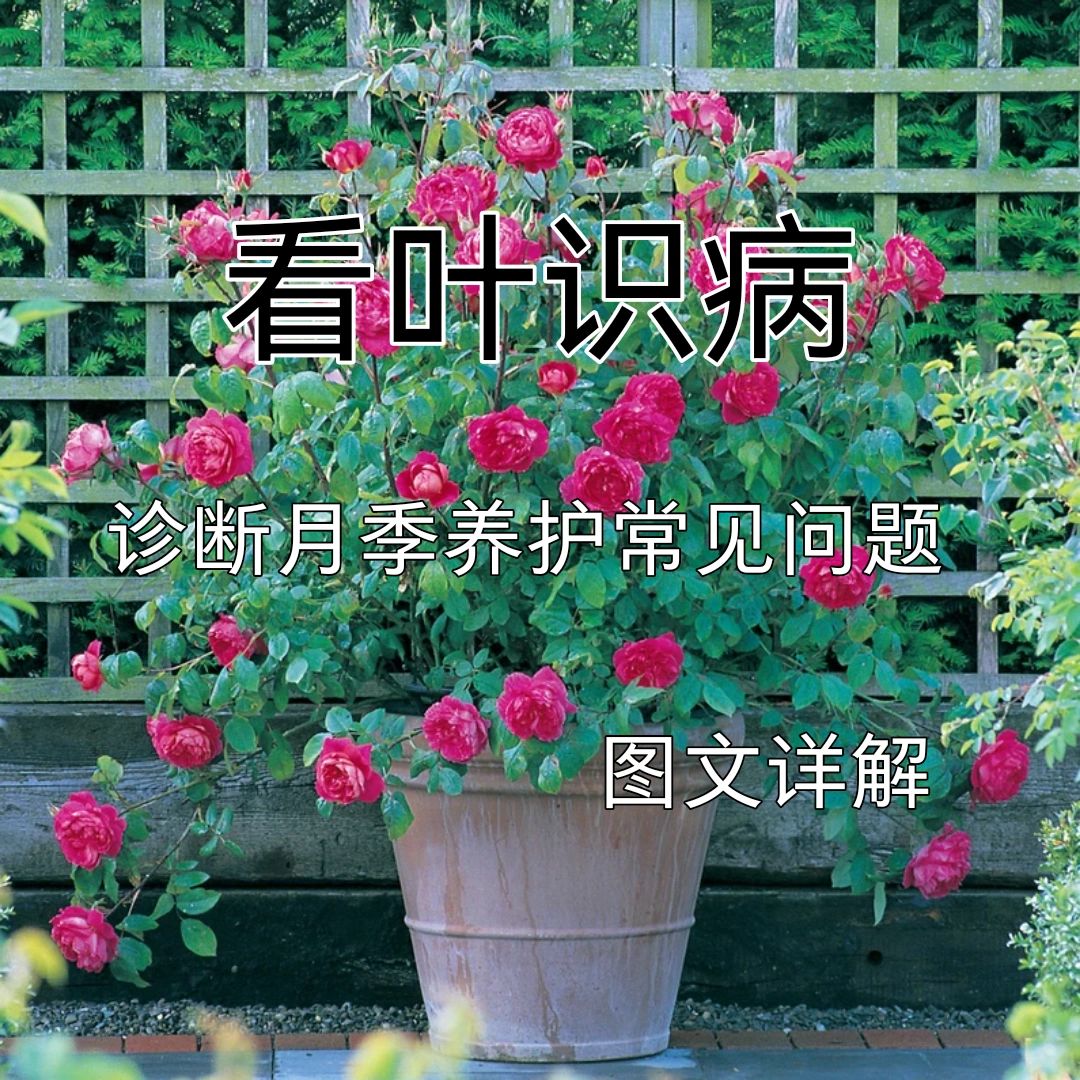 看叶识病#月季花叶子发黄枯萎是怎么回事#