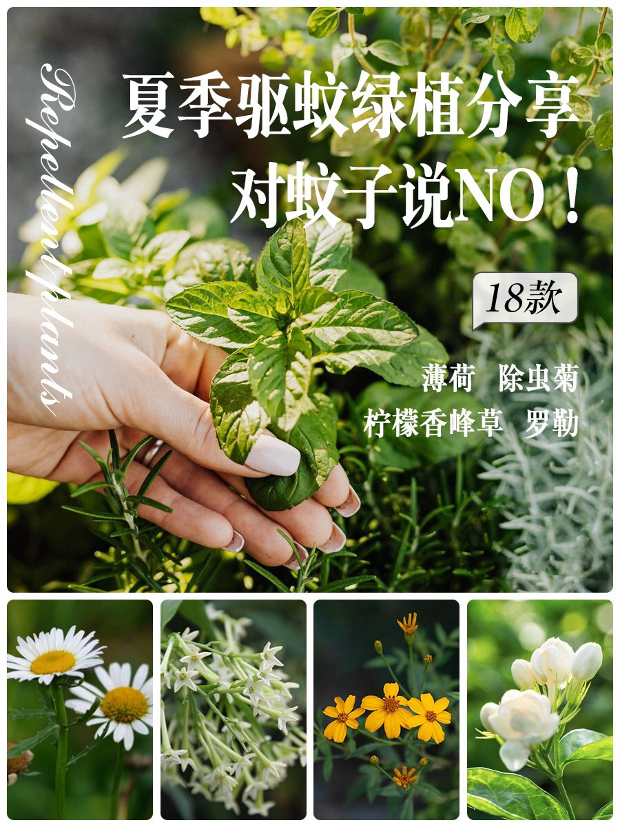 夏季驱蚊#驱虫植物#