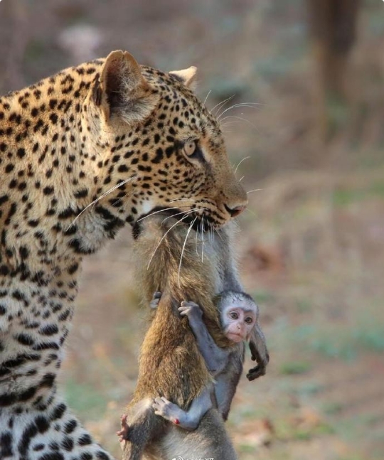 大自然残酷无情，猴子妈妈被猎豹猎杀，小猴子紧紧抱着妈妈的尸体，失去了保护，它的命