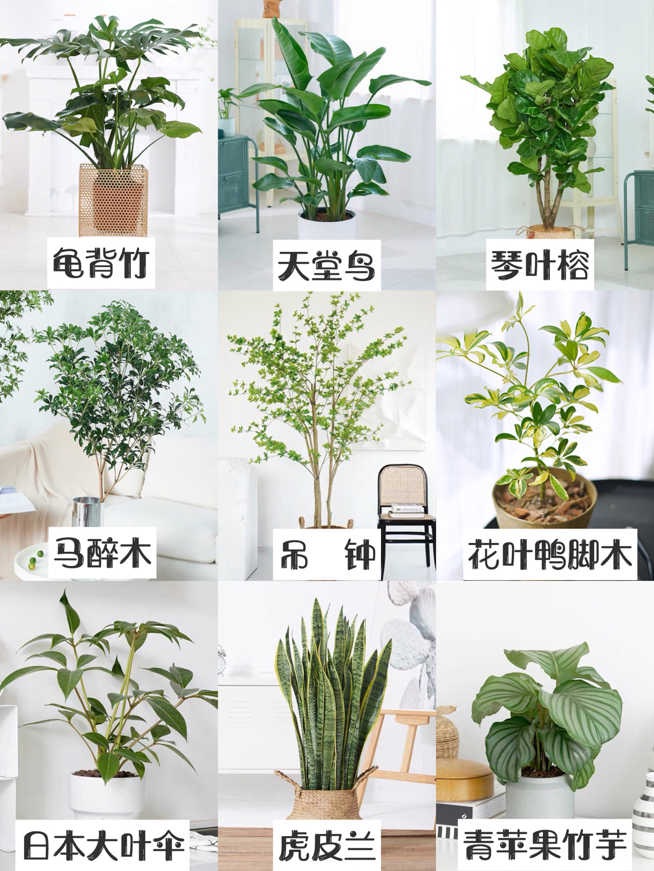 九种网红绿植#大叶子绿植盆栽名称#
