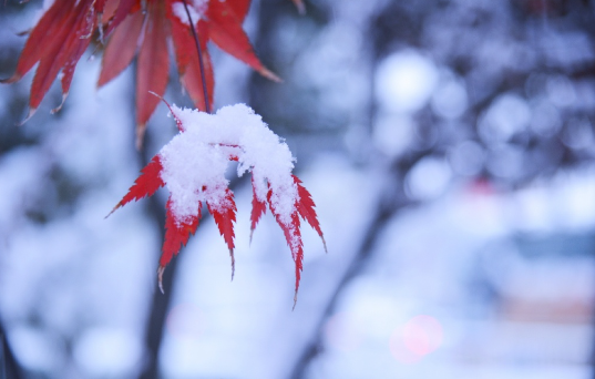 【威海冬日雪景】雪后的威海，是极致的美好与浪漫。白雪与红叶相遇，凑成了冬日最动人