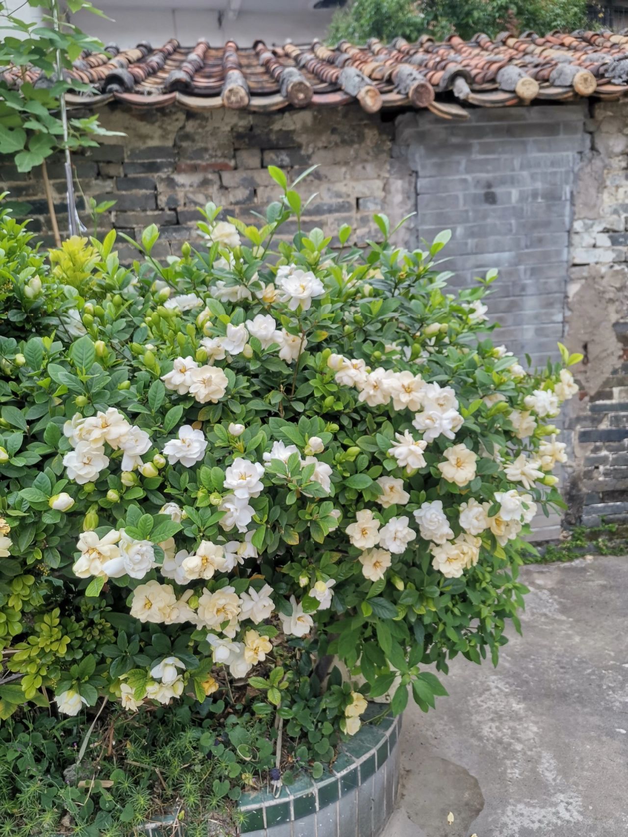 栀子花养护#栀子花叶子发黄怎么办#