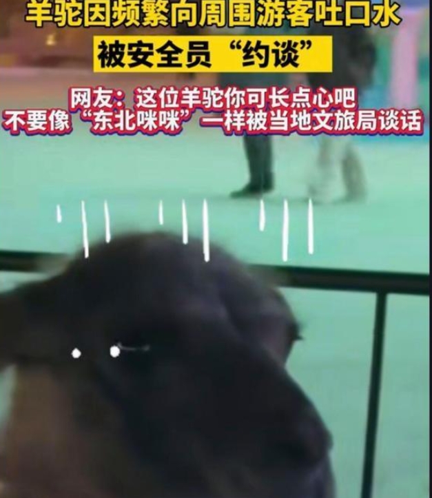 羊驼频繁向游客吐口水，被安全员教育，网友：园长来了也吐一脸
　　羊驼居然会吐口水