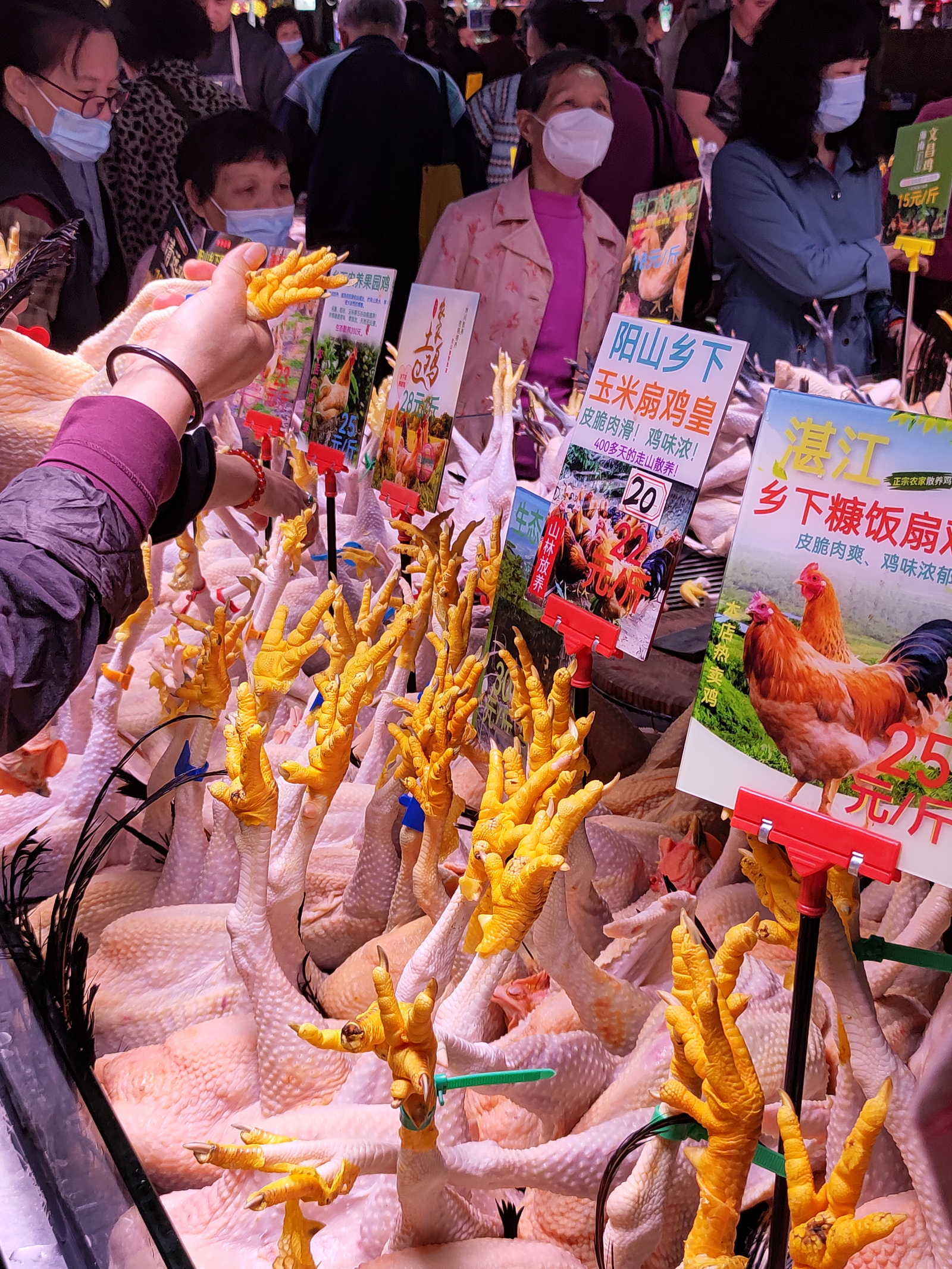 捉黄脚鸡🐔 

捉黄脚鸡是出自广东民谚，当地农民多养母鸡而少养公鸡，但祭祀时却