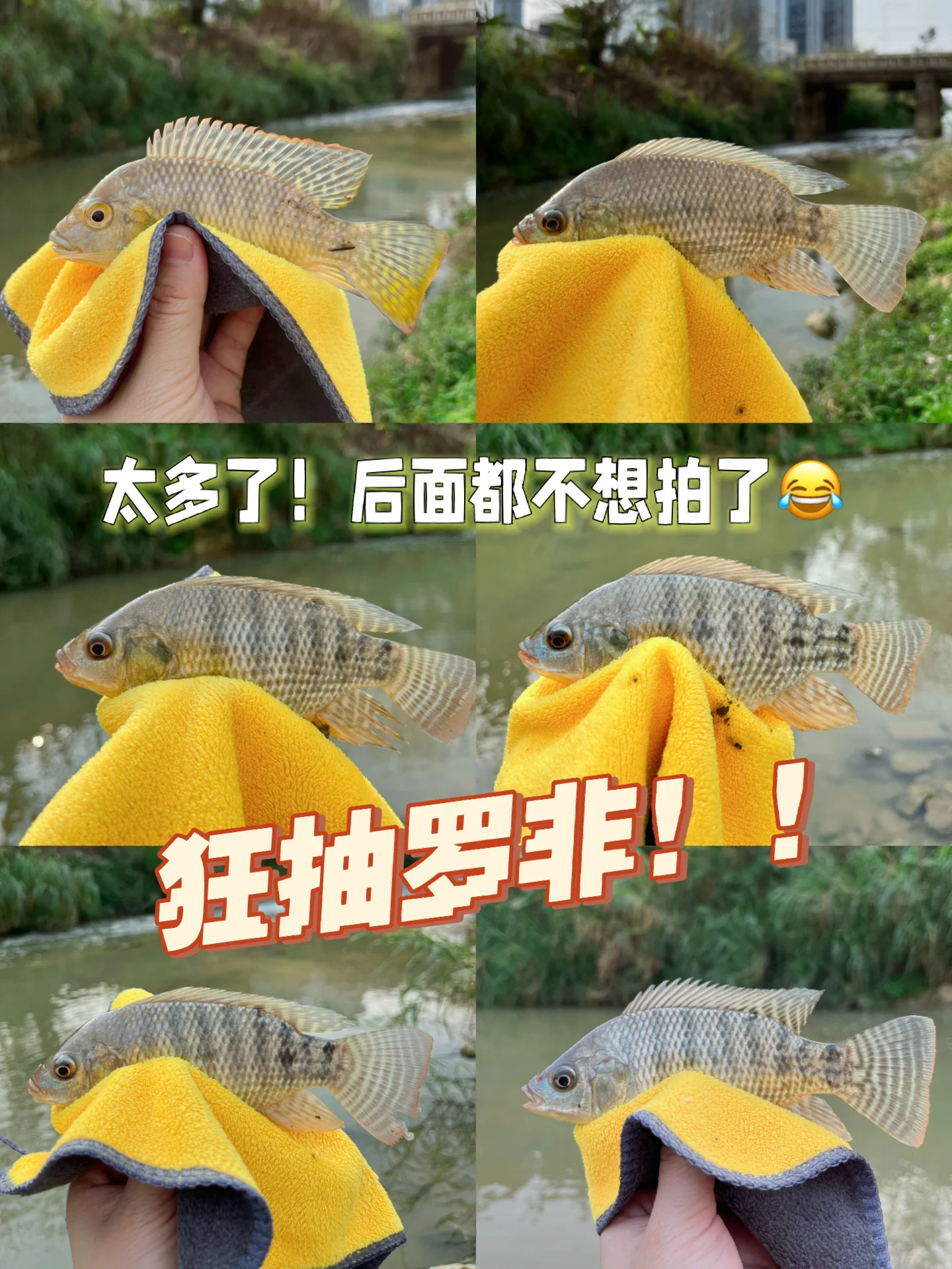 狂抽罗非！路亚新手看过来！（有具体钓点）