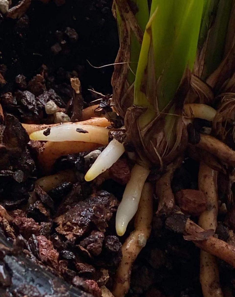 城里房子客厅新栽种两个月的一盆墨兰白墨，在浇水的时候不小心弄翻了，里面露出了4条