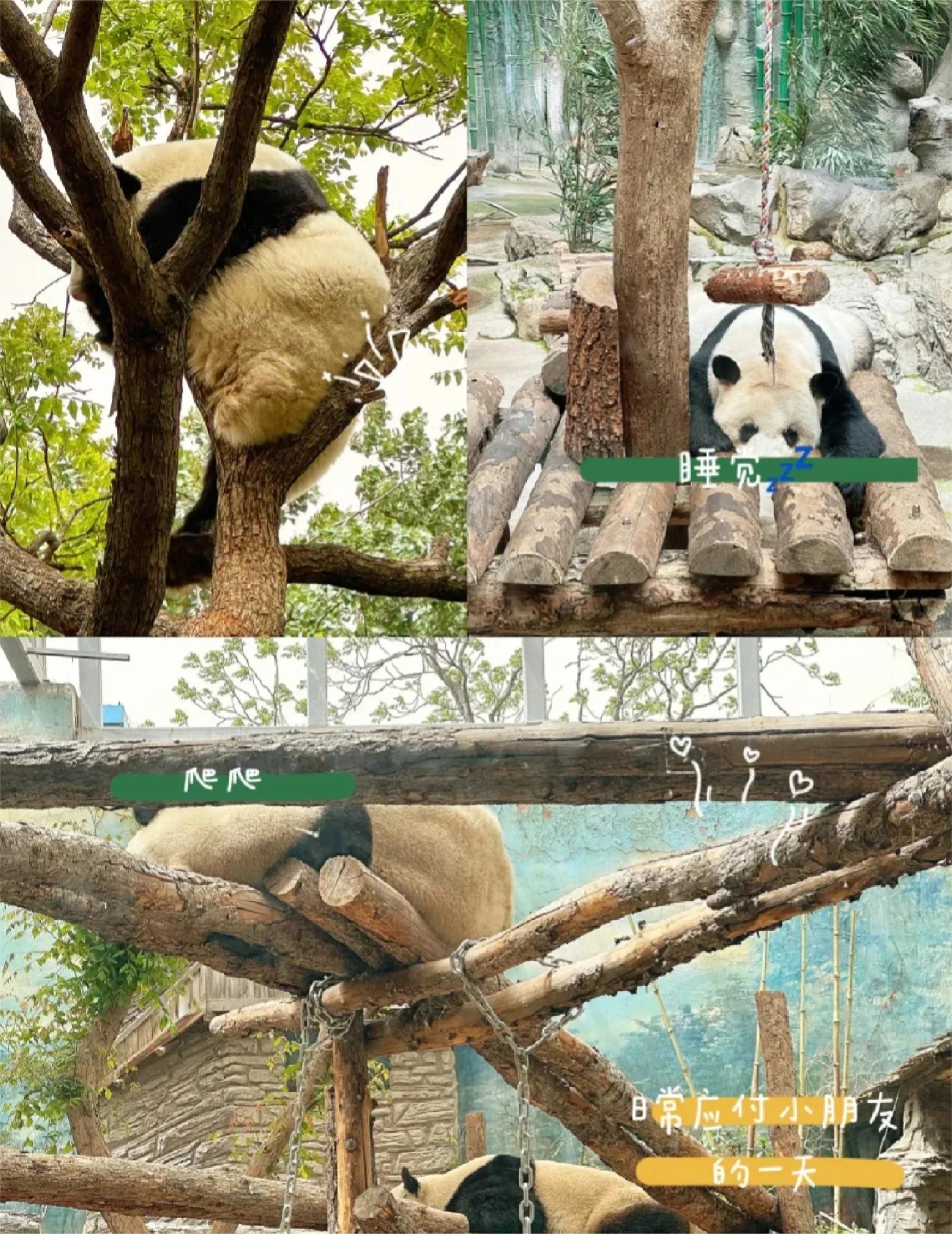 北京动物园亲子游（攻略）