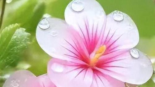 我静等着春暖花开，期待着你鸿雁归来