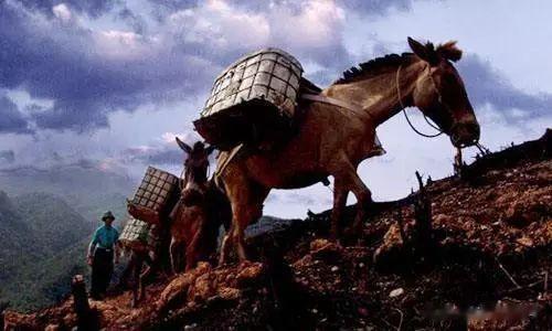 探析宋朝茶马贸易, 两宋王朝的战马市场如何丢失?