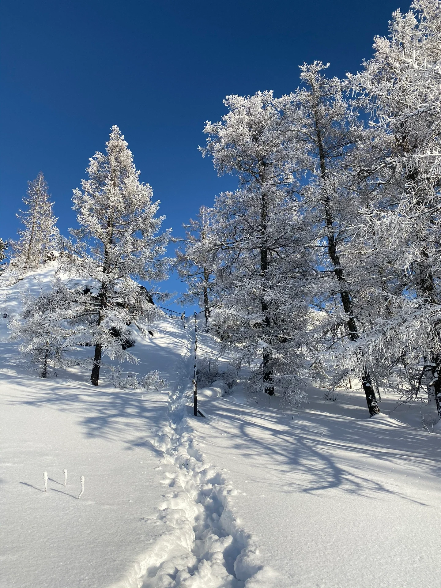 今年冬天 去喀纳斯看雪吗？
