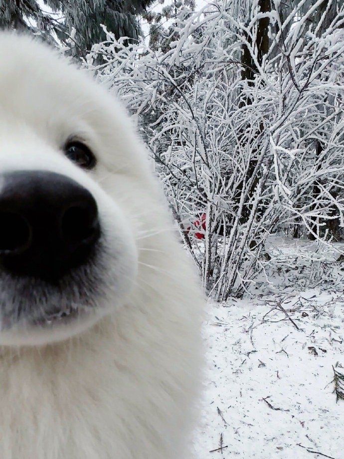 雪中小狗!
