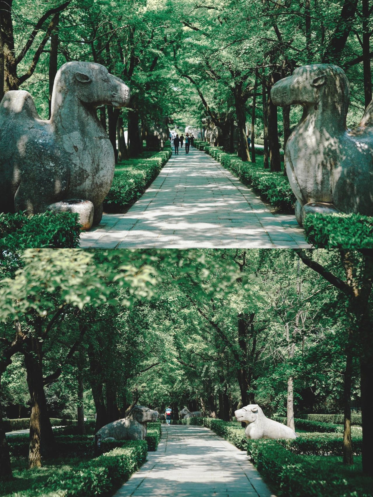 南京｜网红石象路，夏天的明孝陵也是这么美