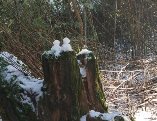 2023年看雪的完成✅ 
重庆·赵云山风景区 ​