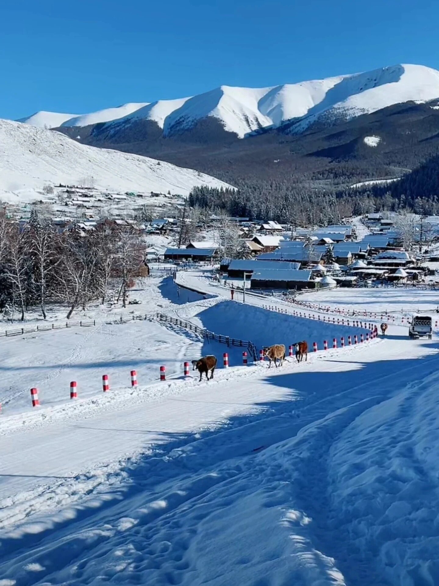 不是冰岛去不起，只是阿勒泰更有性价比‼️