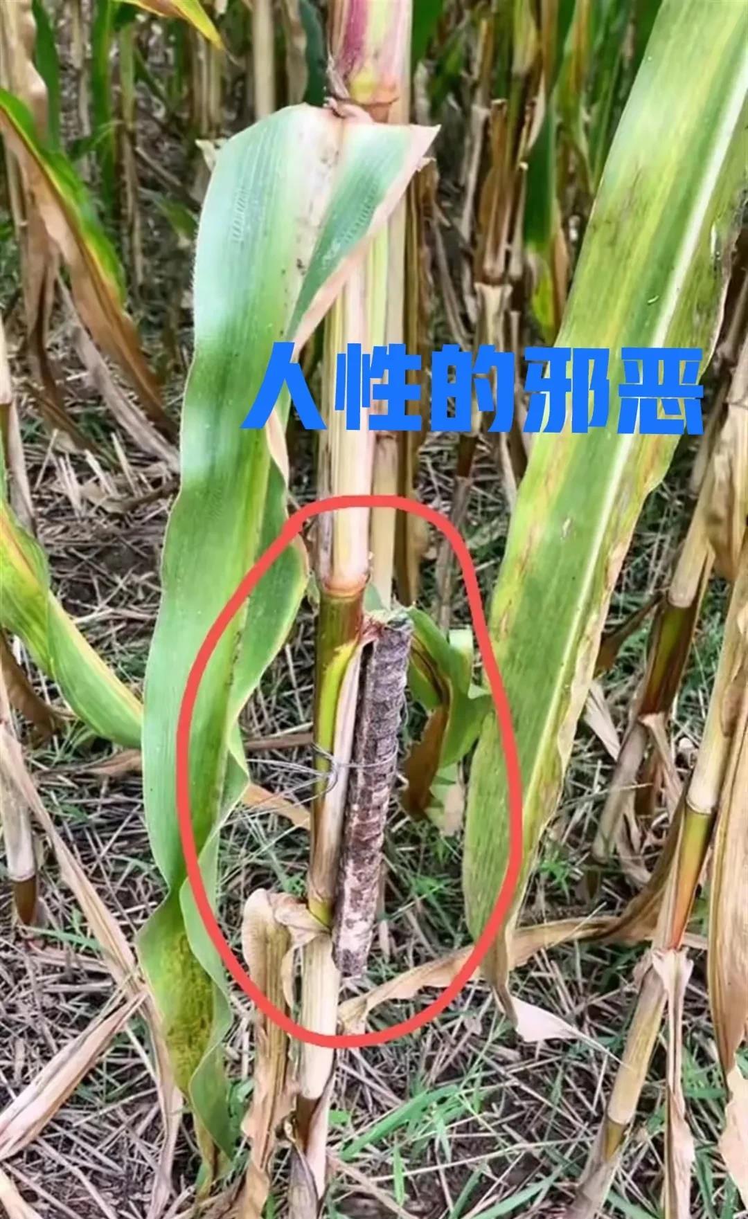 人性的坏表现的淋漓尽致。村里男子给人收割玉米，后来被地里的不明之物打坏了刀片。检