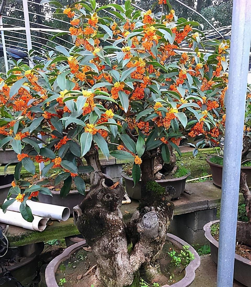 






桂花在人们心里是一种吉祥美好的象征
桂花是一种很常见的观型花树，不