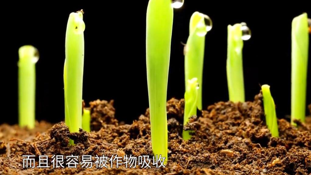 水肥一体化，都在说好，但用不明白，极容易造成“肥害”