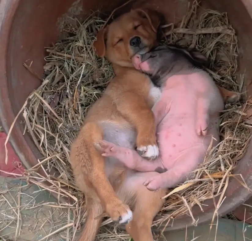 朋友是个镇长，把下属培养成小三，遭小三老公举报，被处理，降为副科级干部，调边远乡