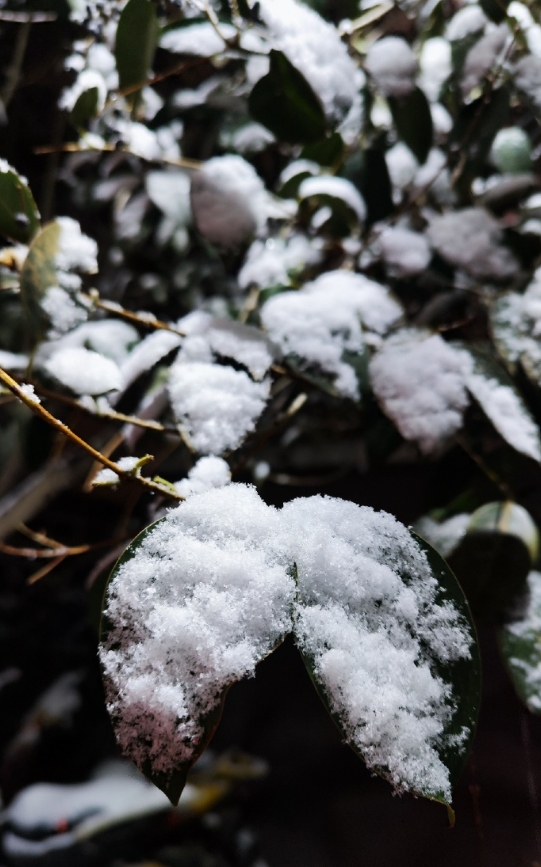 【2024年的第一场雪】
又迎来一场中雪，今年的雪让人很满意
吃完饭带着娃出来感